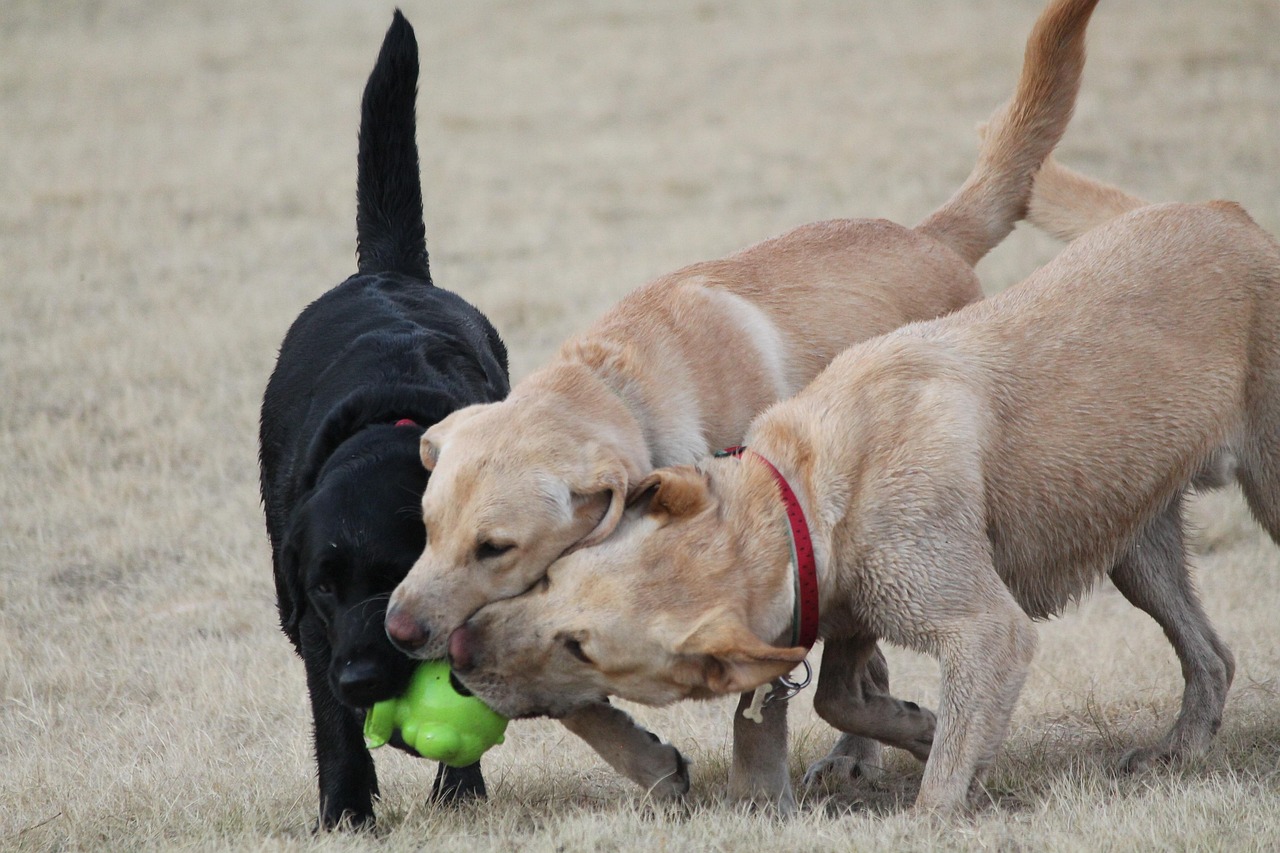 dogs-2690582_1280